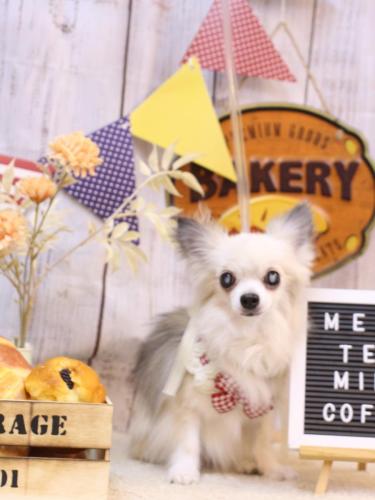 20240929ココアくん